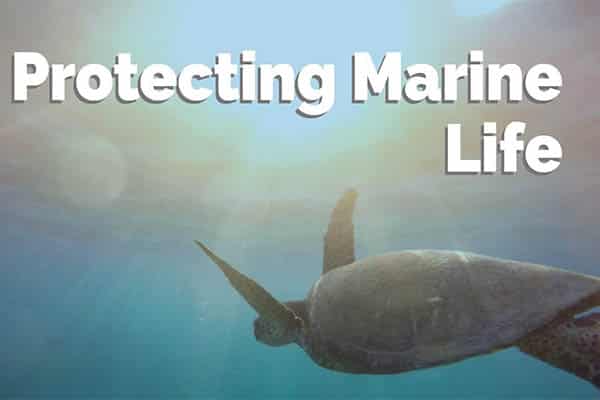  Protect marine life